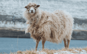 Was ist eigentlich Wolle? Ein Glossar | Blogartikel von Molemin