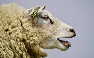 Achtsamkeit im Umgang mit dem kostbaren Rohstoff «Wolle» | Blogartikel von Molemin